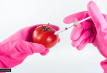 Genes en Tomates y Berenjenas: Un Avance Revolucionario en la Agricultura genes en tomates y berenjenas