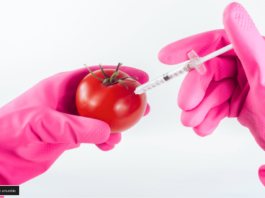 Genes en Tomates y Berenjenas: Un Avance Revolucionario en la Agricultura genes en tomates y berenjenas