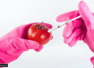 Genes en Tomates y Berenjenas: Un Avance Revolucionario en la Agricultura genes en tomates y berenjenas