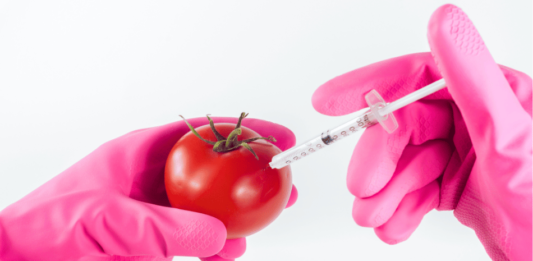 Genes en Tomates y Berenjenas: Un Avance Revolucionario en la Agricultura genes en tomates y berenjenas
