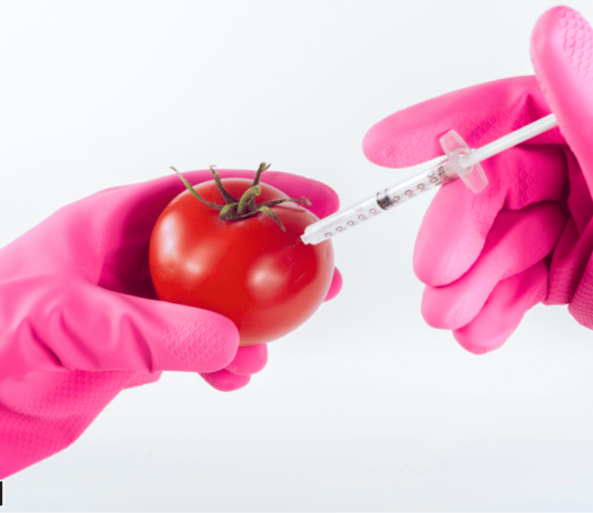 Genes en Tomates y Berenjenas: Un Avance Revolucionario en la Agricultura genes en tomates y berenjenas