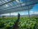 Agrovoltaica: solución integrada para la agricultura y energía rural Agrovoltaica