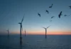 Primera subasta de energía eólica marina: ¿impulso climático o riesgo para la biodiversidad? energía eólica marina