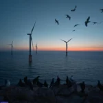 Primera subasta de energía eólica marina: ¿impulso climático o riesgo para la biodiversidad? energía eólica marina