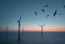 Primera subasta de energía eólica marina: ¿impulso climático o riesgo para la biodiversidad? energía eólica marina