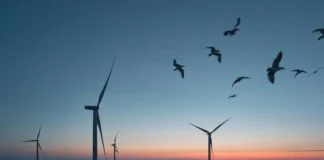 Primera subasta de energía eólica marina: ¿impulso climático o riesgo para la biodiversidad? energía eólica marina