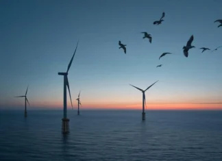 Primera subasta de energía eólica marina: ¿impulso climático o riesgo para la biodiversidad? energía eólica marina