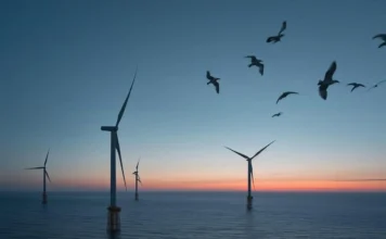 Primera subasta de energía eólica marina: ¿impulso climático o riesgo para la biodiversidad? energía eólica marina