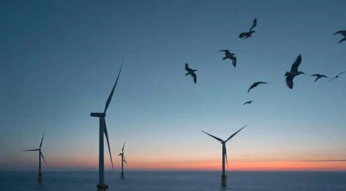 Primera subasta de energía eólica marina: ¿impulso climático o riesgo para la biodiversidad? energía eólica marina