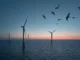 Primera subasta de energía eólica marina: ¿impulso climático o riesgo para la biodiversidad? energía eólica marina