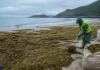 Economía circular: cómo las algas invasoras revelan un colapso marino economía circular algas