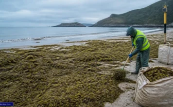 Economía circular: cómo las algas invasoras revelan un colapso marino economía circular algas