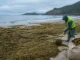 Economía circular: cómo las algas invasoras revelan un colapso marino economía circular algas