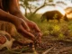 Muvuca: Siembra directa como estrategia para regenerar el Cerrado siembra directa